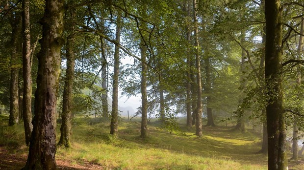 L'exposition temporaire Forêt à la Maison Louis-Cyr prolongée jusqu'au 12 juin
