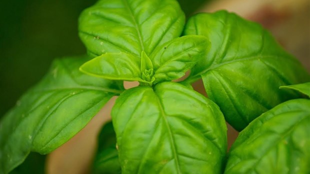 Plants de fines herbes et légumes : servez-vous
