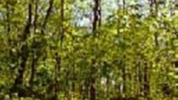 La ministre Lise Thériault annonce l’attribution d’une somme additionnelle de 107 398 $ pour les producteurs de la forêt privée de Lanaudière