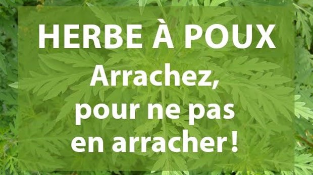 Herbe à poux : l'arracher, pour éviter d'en arracher