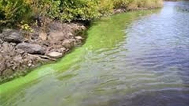 La population de Lanaudière invitée à agir pour contrer la prolifération des algues bleu-vert