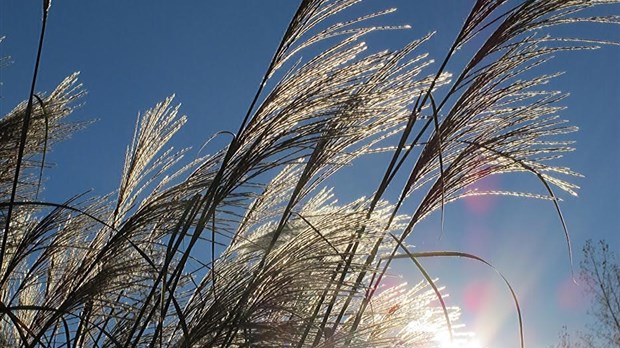 Conférence horticole sur la passion des graminées au Centre Alain Pagé à Saint-Charles-Borromée