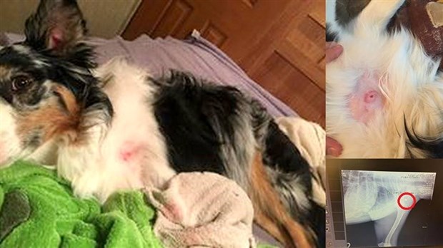 Cruauté animale dans un camping de Sainte-Mélanie