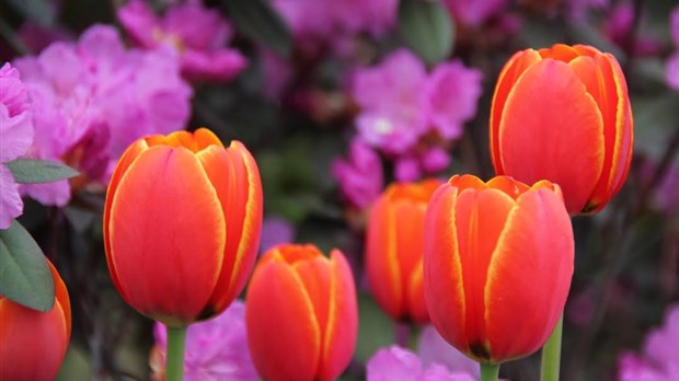 Atelier horticole : la culture des bulbes à floraison printanière