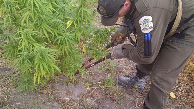 Plus de 1800 plants de cannabis saisis dans les Laurentides et Lanaudière