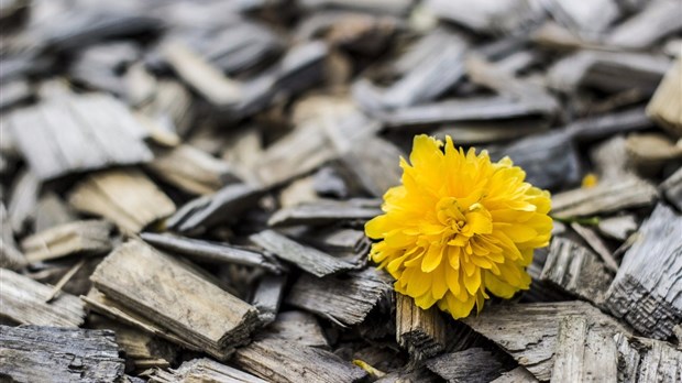 Des activités rassembleuses pour les Lanaudois endeuillés par suicide