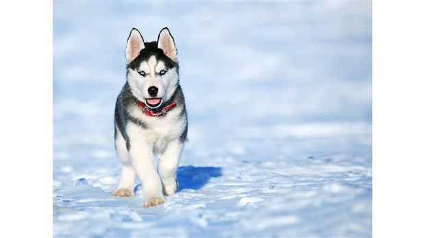 Contrôle animalier à Joliette : mandat au Carrefour canin de Lanaudière
