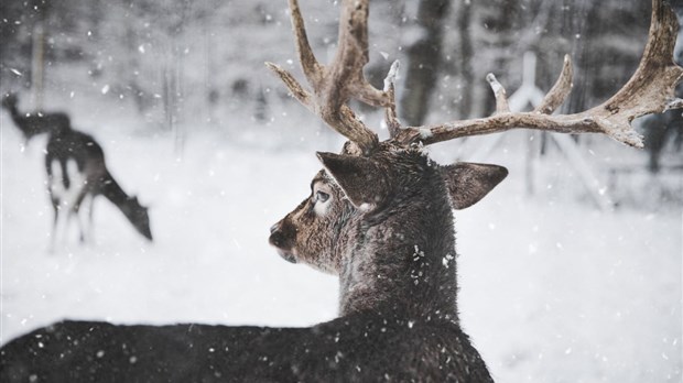 Les agents de protection de la faune mettent fin à d'importantes activités de braconnage dans la région de Lanaudière