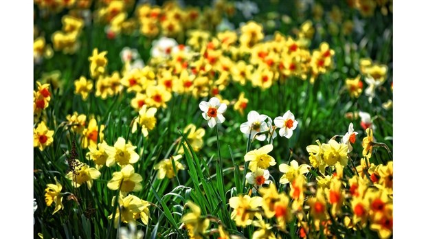 Réussissez votre jardin de vivaces grâce à Josée Desranleau