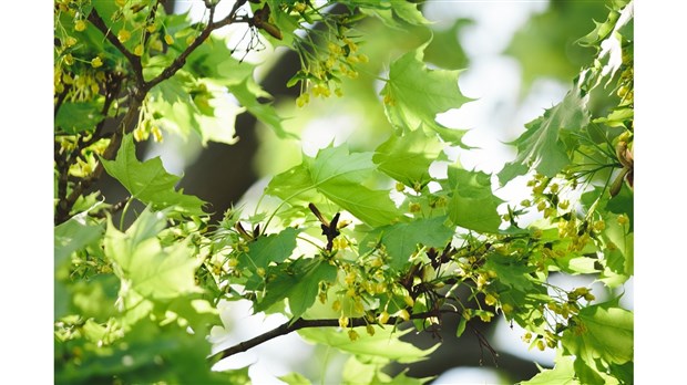 Célébrer le printemps et planter un arbre 