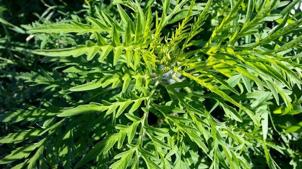 Des gestes pour diminuer l’exposition au pollen de l’herbe à poux