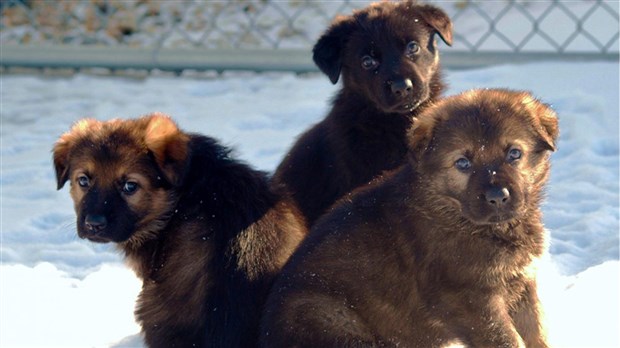 Aidez la GRC à nommer ses nouveaux chiots: un concours pour les enfants du Canada 