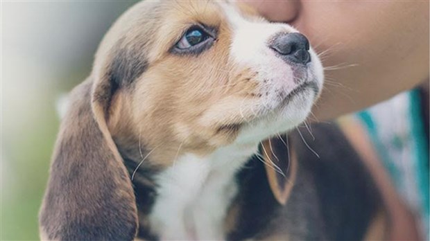 Les animaux du Québec comptent sur vous le 8 mai prochain 