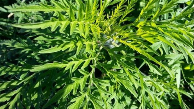 Herbe à poux : l'arracher pour éviter d'en arracher!