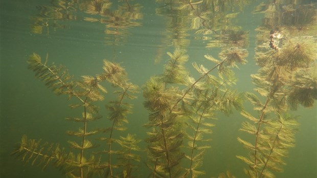 Myriophylle à épis : résistez à l’envahisseur