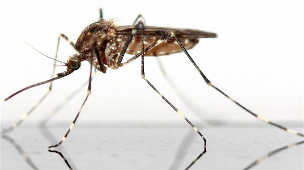 Les Lanaudois invités à se protéger contre les piqûres de moustiques et de tiques