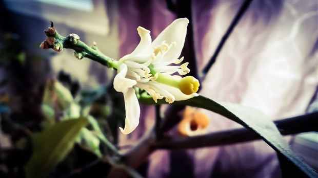 Mon citronnier est en fleur