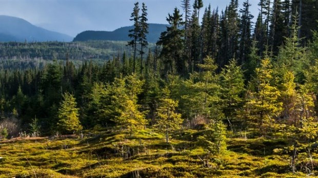 Du financement disponible pour l’aménagement durable des forêts de Lanaudière