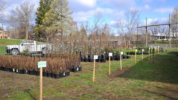 Joliette organise une Journée virtuelle de l'arbre en juin