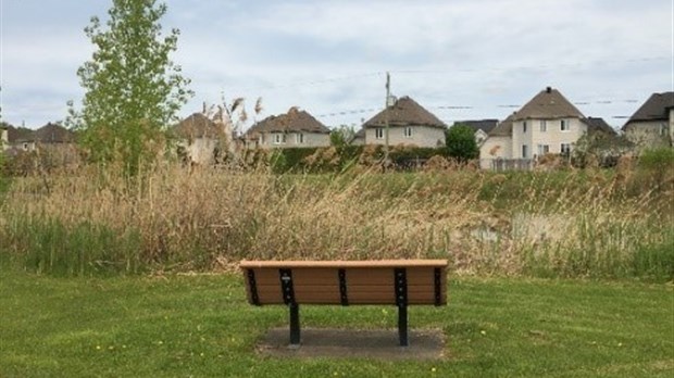 Éradication du roseau commun et revégétalisation au parc du Ruisseau de Mascouche