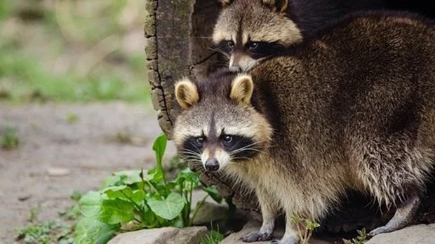 Animaux sauvage: la Ville de Joliette rappelle de ne pas les nourrir 