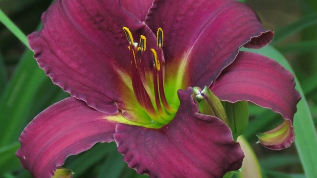 À Lavaltrie, une nouvelle fleur au nom de Rosalie-Cadron