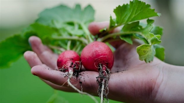 AGRICLIMAT dévoile le réseau des fermes-pilotes engagées dans la lutte contre les changements climatiques 