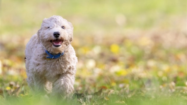 Saint-Félix-de-Valois : Consultation des citoyens pour un parc à chien
