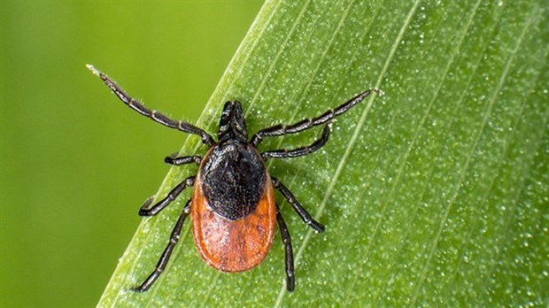 Maladie de Lyme : Comment se prémunir contre les tiques