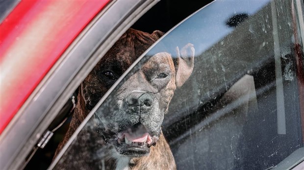 En période de grande chaleur nos animaux sont mieux à la maison