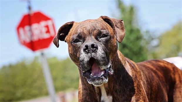 Où sera le prochain parc canin de la Ville de Joliette ?