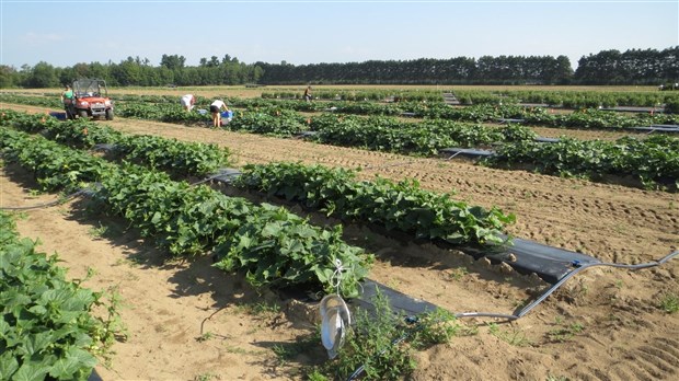 Le Carrefour industriel et expérimental de Lanaudière obtient un financement d'Ottawa pour développer la production de cerises
