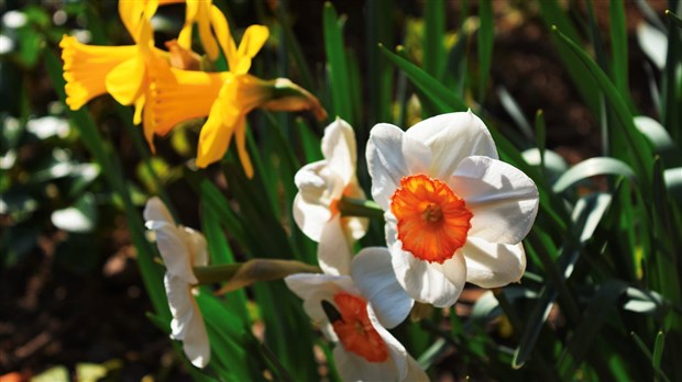 Faites-vous une fleur à Saint-Charles-Borromée