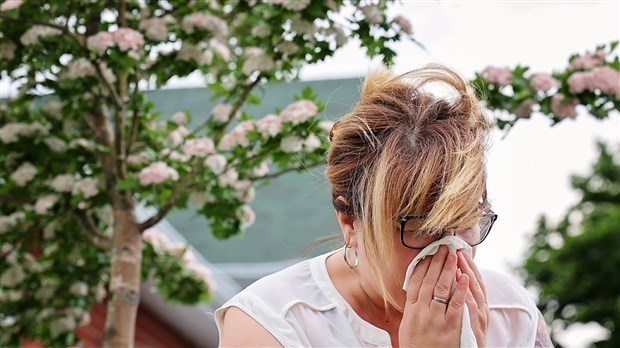 Limiter les symptômes associés au pollen de l’herbe à poux