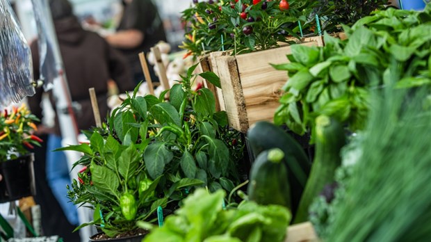 Des marchés publics à saveur culturelle