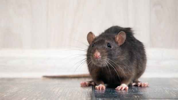 Comment se débarrasser des rats ?
