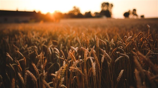 Les Producteurs de grains réclament une enveloppe conséquente à celle  annoncée dans une optique de développement durable