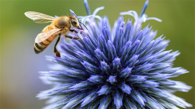 Merveilles d'Abeilles de Saint-Didace lance une gamme variée de miels thérapeutiques