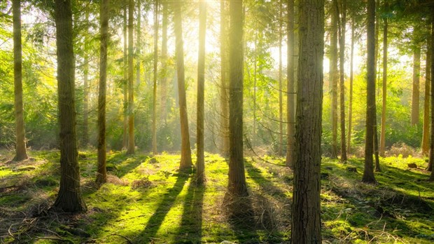 Une marche pour sauver la forêt du prolongement de l'autoroute 25