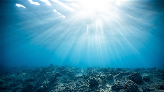 Une conférence fascinante saura émerveiller les curieux de sciences de la vie et de l'océan à Lanoraie