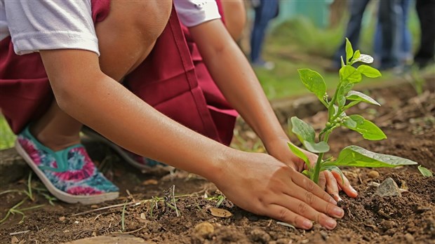 La Ville de Joliette offrira gratuitement des arbres et du compost le 14 mai prochain
