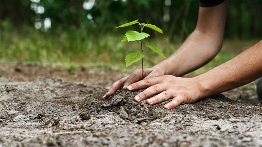 Le concours « Gagne ta plantation d'arbre » est lancé