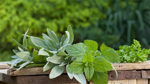 Atelier sur les vertus des herbes médicinales pour les femmes enceintes