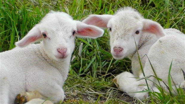 Visite guidée : rencontre avec des agneaux et leurs acolytes