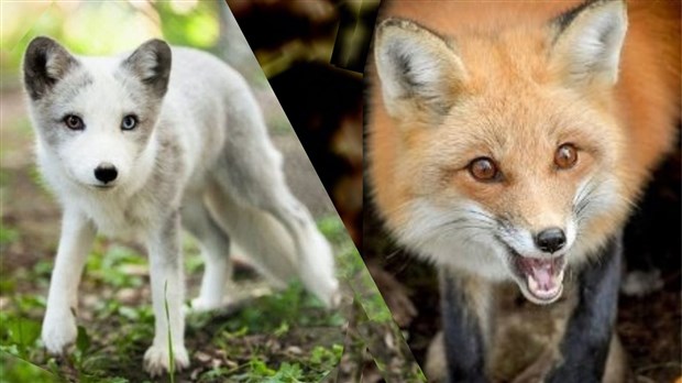 Les premiers dimanches du mois sont gratuits au Bioparc