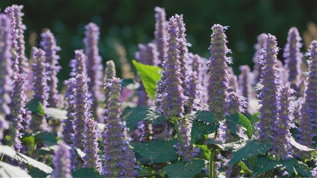 Un jardin d’interprétation à Sainte-Émélie-de-l’Énergie