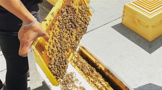 Des ruches d'abeilles sur le toit de la Maison de la Culture à L'Assomption