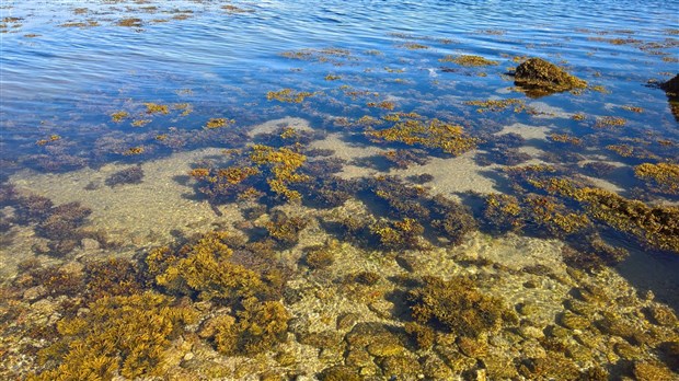 Baignade interdite du côté droit de la plage municipale à Saint-Gabriel