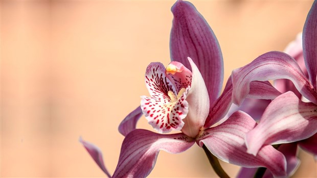 Chasse aux orchidées au coucher du soleil à la Réserve de Lanoraie