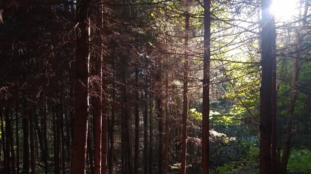 Plus de 300 000 $ pour l’aménagement durable des forêts de Lanaudière